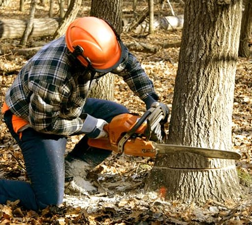 Tree Removal in Storrs Mansfield, CT